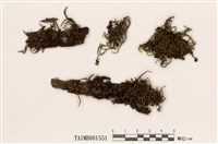 藏品(白齒苔屬)的圖片